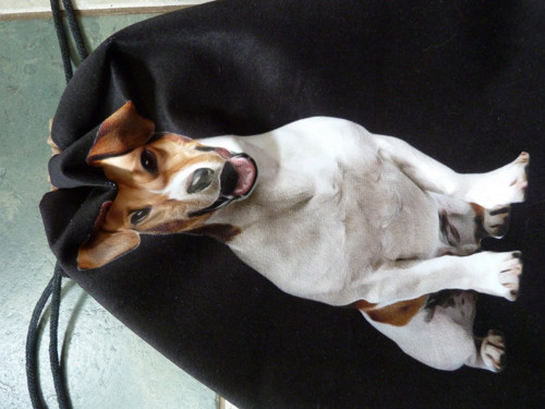 Stahovací vak Jack russell — foto 3