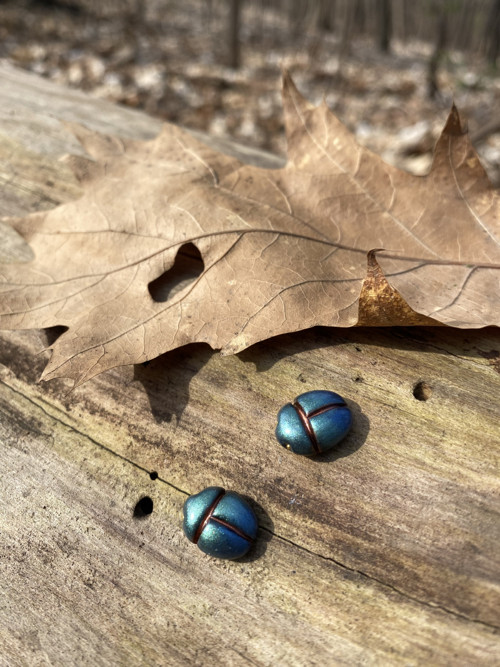 Beetles — foto 3