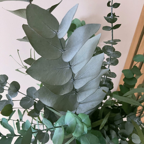Eukalyptový háj — foto 4