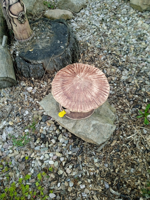 Čmelín méďa — foto 3