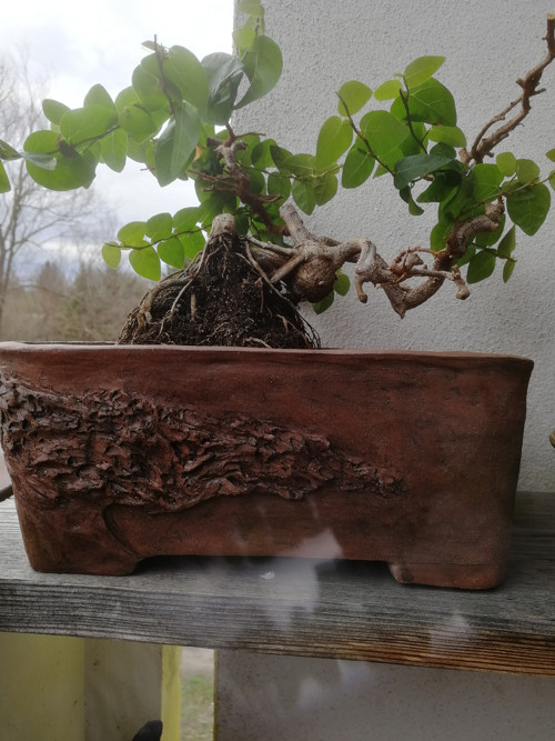 Bonsajová miska — foto 3