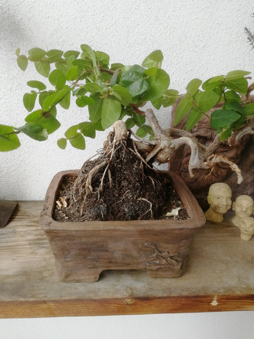 Bonsajová miska — foto 6
