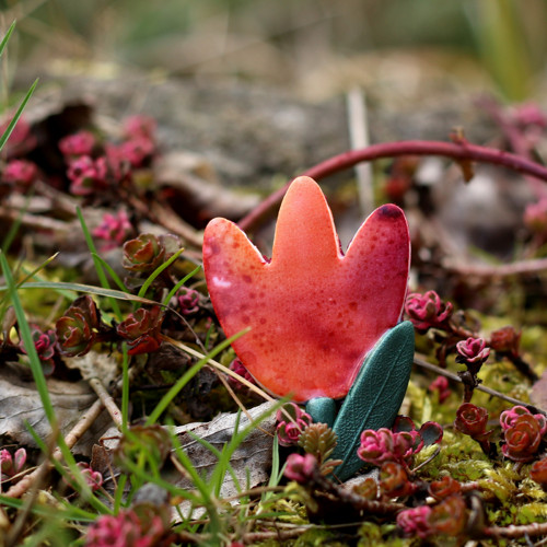Tulipán — foto 2