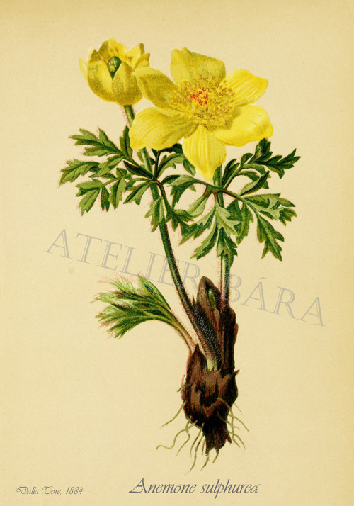 Z herbáře - sasanka — foto 2