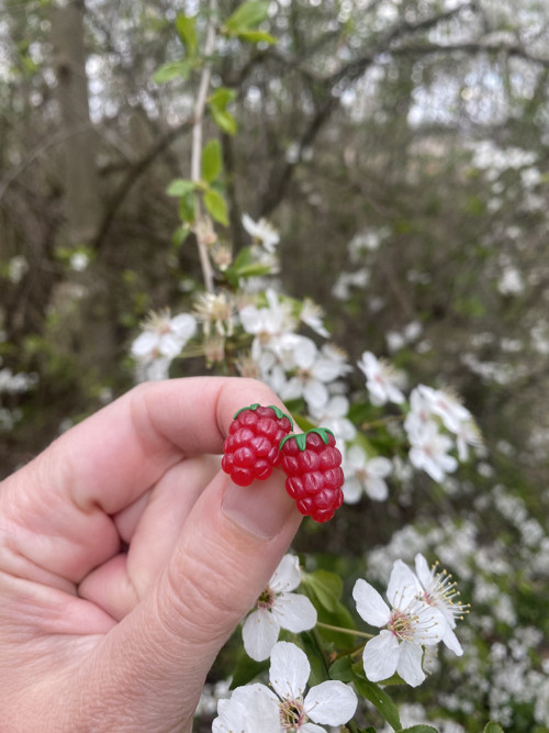 Raspberry — foto 2