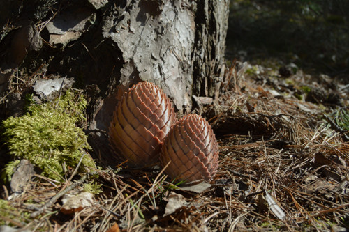 Roztomilý sametový pavouček — foto 2