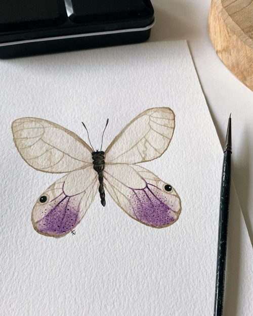Cithaerias andromeda - akvarel, originál, A5 — foto 2