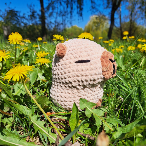 Kapybara - dle domluvy — foto 4