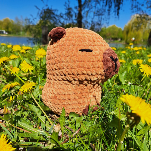 Kapybara - dle domluvy — foto 3