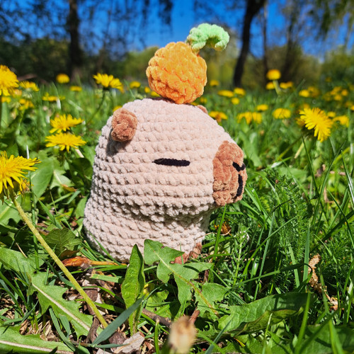 Kapybara - dle domluvy — foto 5