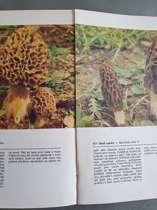 Jihočeská houbařská kuchařka — foto 5