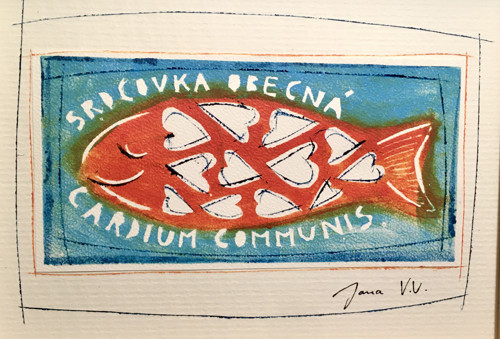 Srdcovka obecná — foto 3