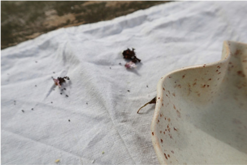 Miska — foto 3