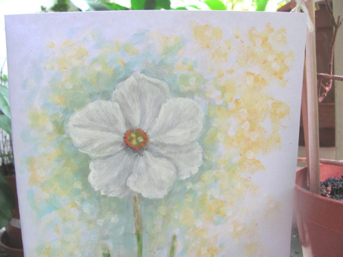 Něžný narcis, originální přání — foto 5