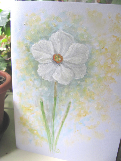 Něžný narcis, originální přání — foto 3