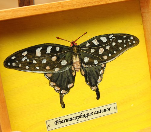 Pharmacophagus antenor — foto 3