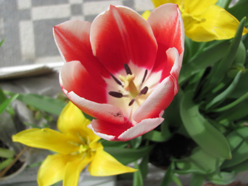 Tulipán a bělásek, náhrdelník — foto 4