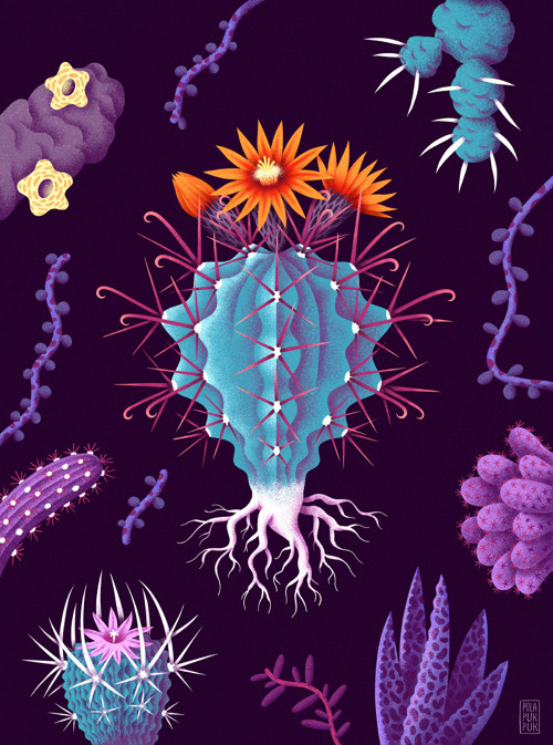 Ilustrace Ferocactus — foto 2