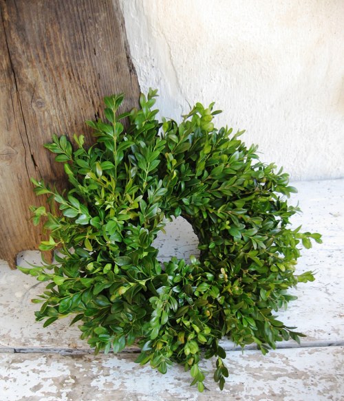 Buxus sempervirens.... — foto 2