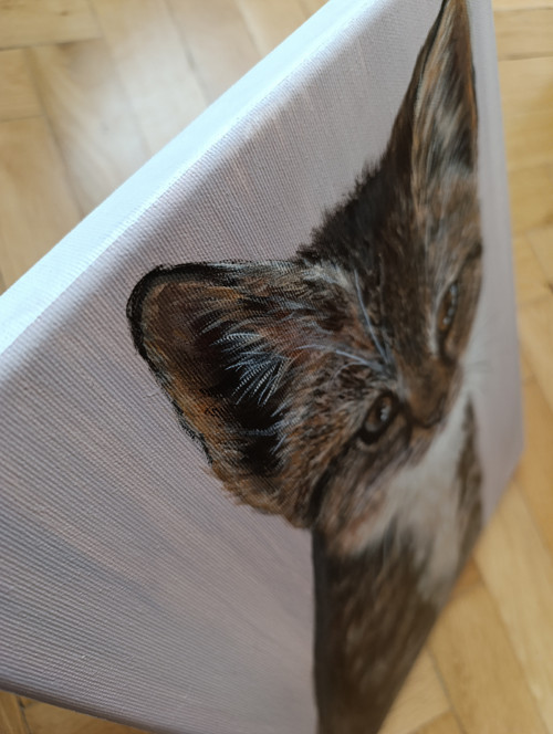 Kotě — foto 4