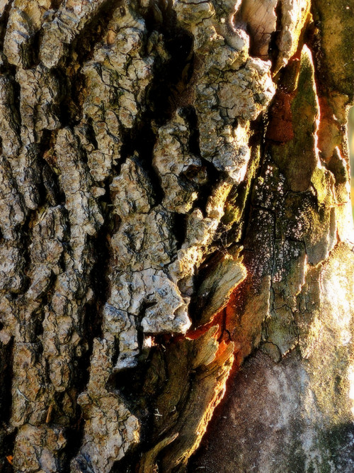 Příběhy stromů 60 x 45 — foto 2