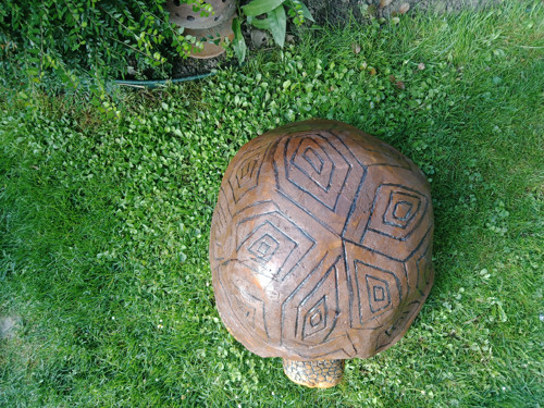 Želva — foto 5