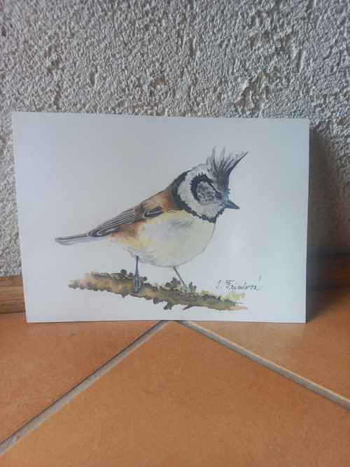 Sýkora parukářka — foto 2