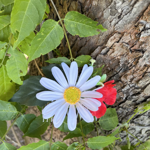 Hřebínek do vlasů: Žhavé léto, kopretina, vlčí mák — foto 5
