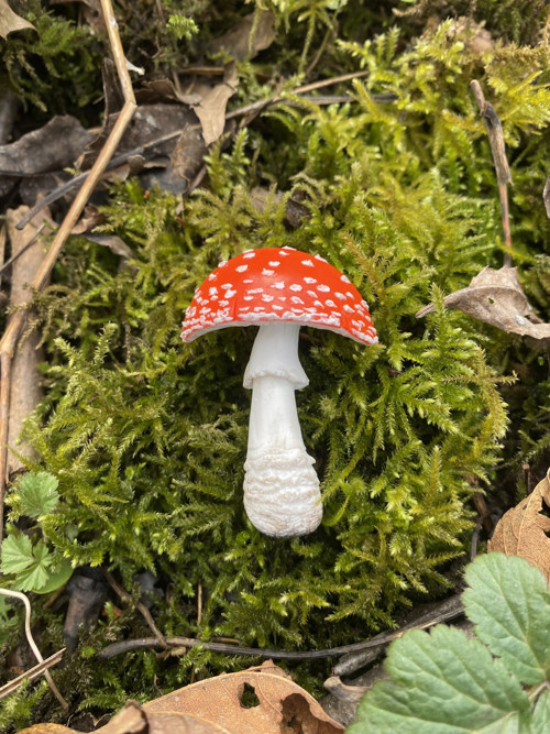 Amanita muscaria — foto 2