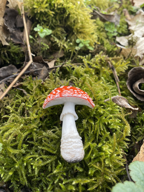 Amanita muscaria — foto 3