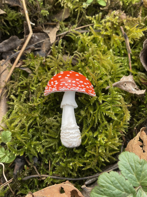 Amanita muscaria — foto 5