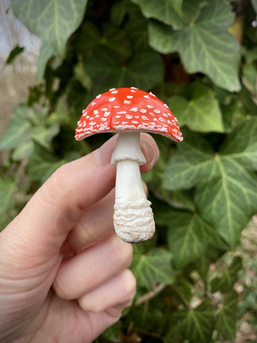 Amanita muscaria — foto 4