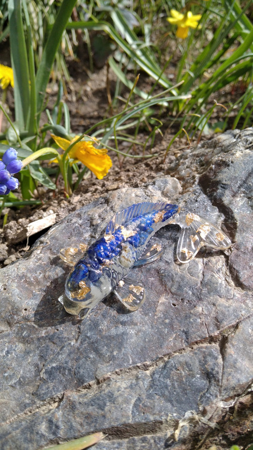 Koi kapřík — foto 4