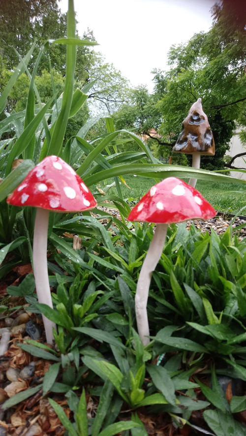 Muchomůrka veliká 11cm — foto 5