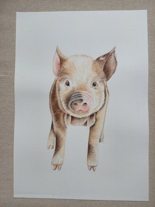 Akvarel prasátko originál A3 — foto 5