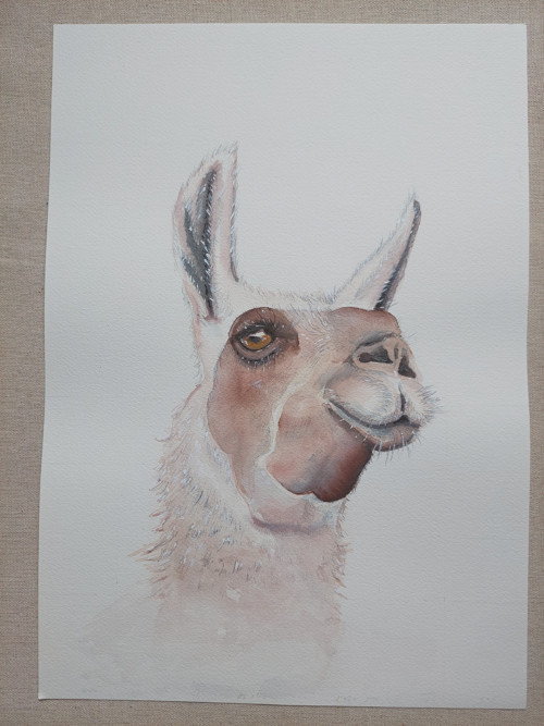 Akvarel lama originál A3 — foto 4