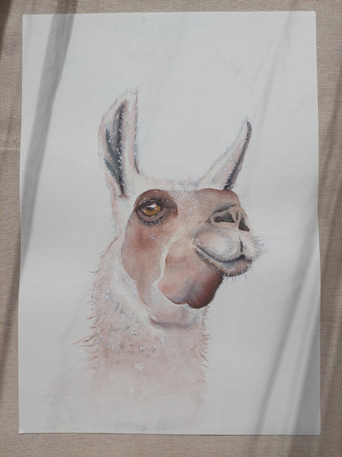 Akvarel lama originál A3 — foto 2