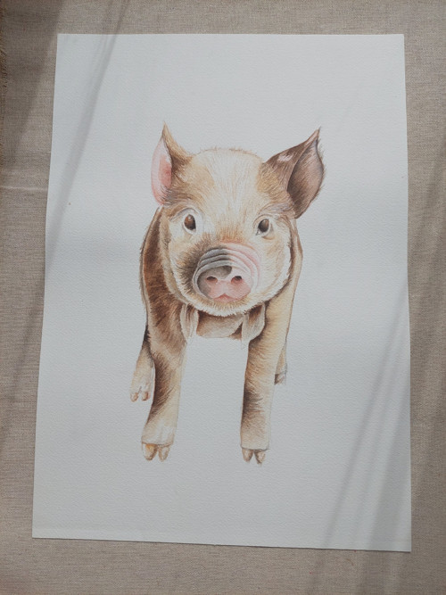 Akvarel prasátko originál A3 — foto 4