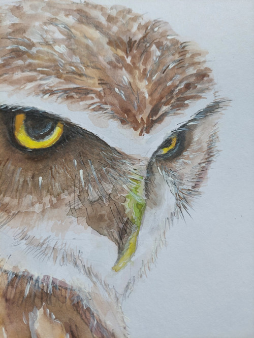 Akvarel sova originál A3 — foto 3