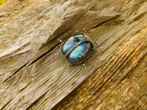 Chrysolina herbacea — foto 4