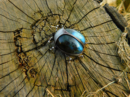 Chrysolina herbacea — foto 5