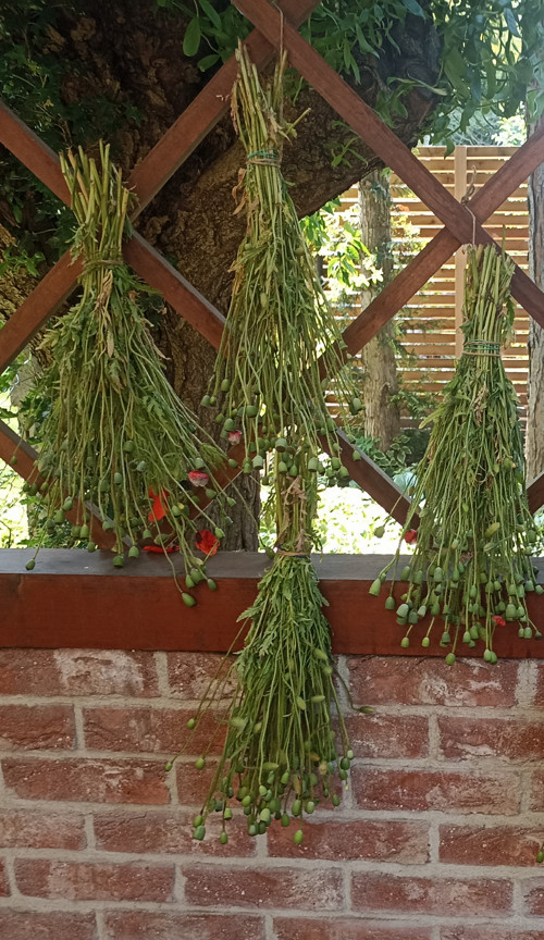 Makovičky - vlčí mák — foto 2