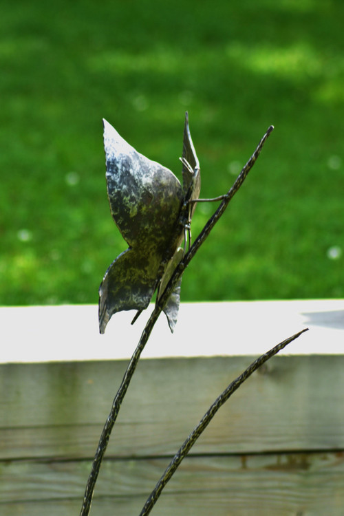 Motýl na stéble — foto 3