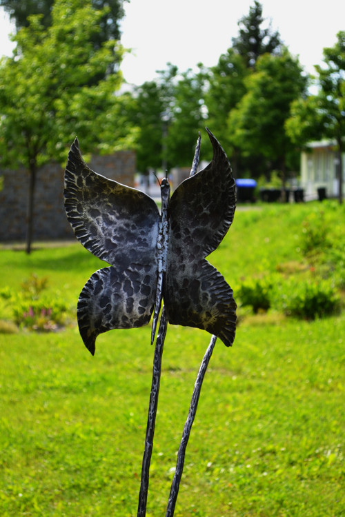 Motýl na stéble — foto 4