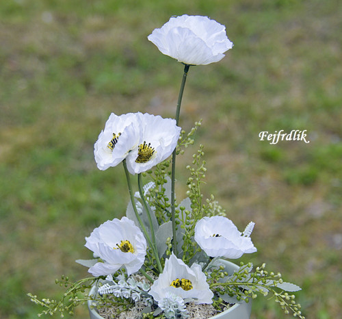 Bílé máky v misce .. — foto 5