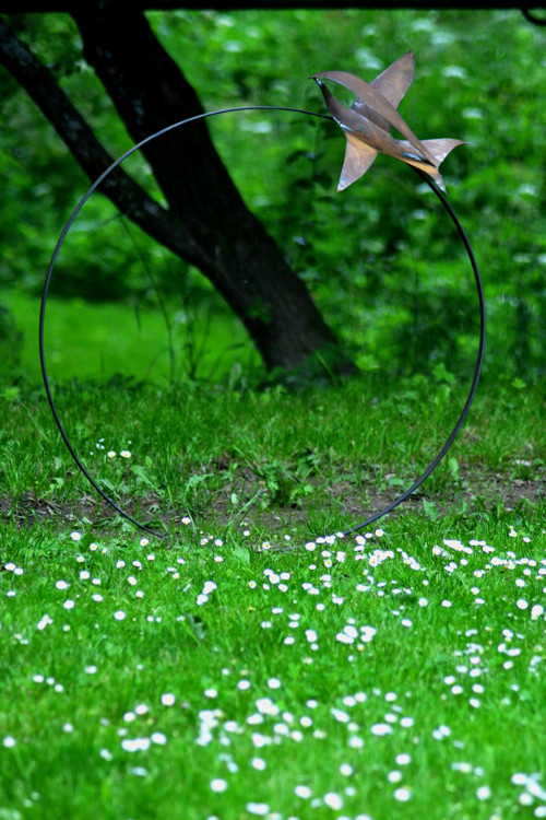 Kroužící jestřáb — foto 5