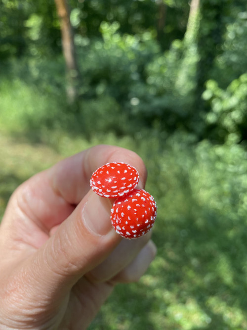 Muchomůrky — foto 2