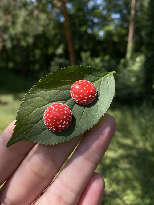 Muchomůrky — foto 3