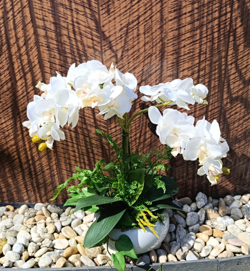 Bílá orchidej — foto 2