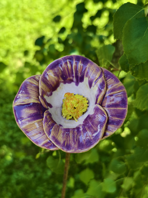 Růžová Orchidej — foto 3